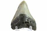 Fossil Megalodon Tooth - North Carolina #152984-1
